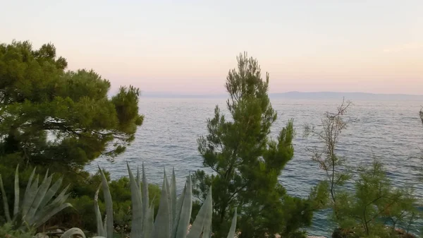 Hırvatistan Adriyatik Denizi. Ağaçlar, taşlar, deniz sakin.