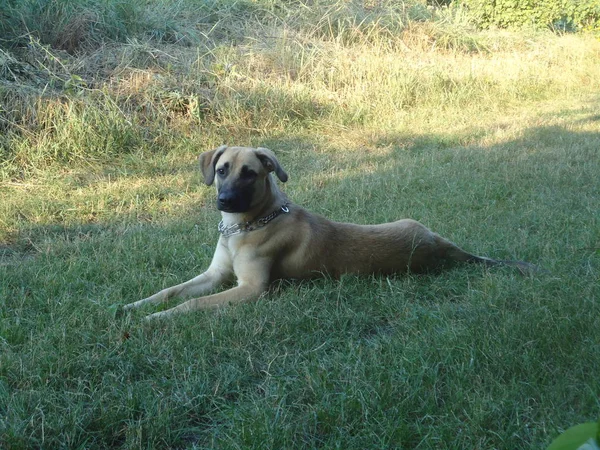 Büyük bir köpek kırsal yeşil çim üzerinde yalan söylüyor. Sıcak güneşli yaz gün.