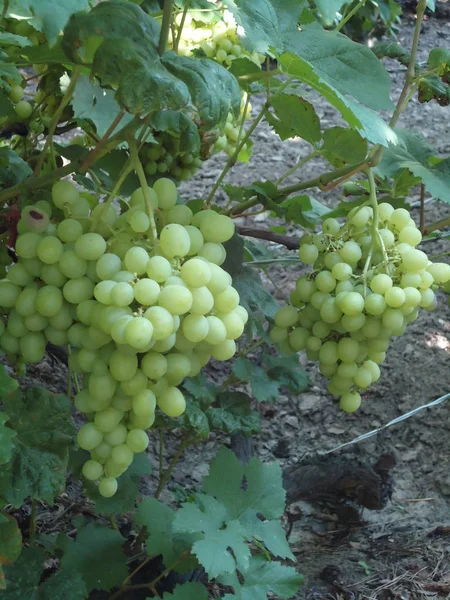 Büyük kümeler üzüm bağ olgunlaştı. Büyük hasat.