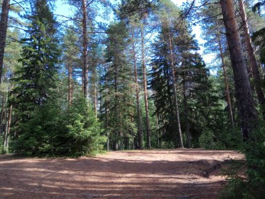 Çam ormanı üzerinde bir sıcak güneşli yaz günü Karelya.