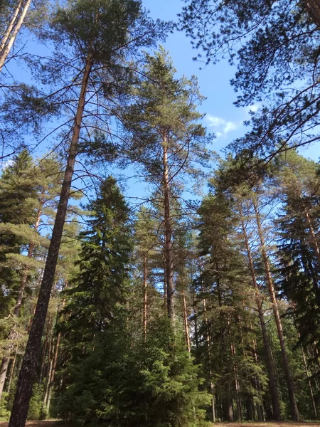 Kiefernwald Einem Warmen Sonnigen Sommertag Karelien — Stockfoto