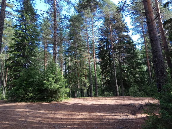 Çam ormanı üzerinde bir sıcak güneşli yaz günü Karelya.