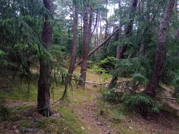 Kiefernwald Einem Bewölkten Sommertag Russland — Stockfoto