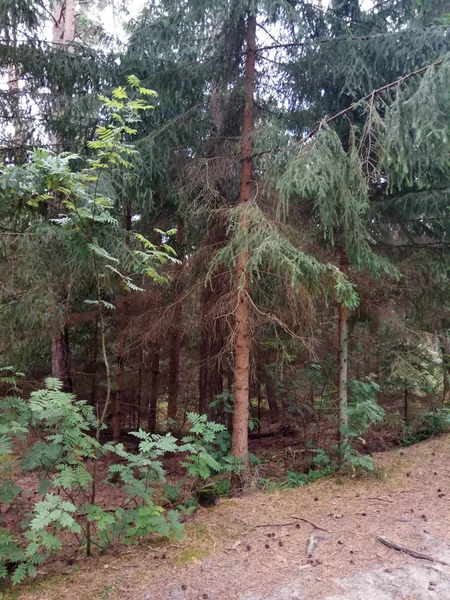 Bir bulutlu yaz gününde çam ormanı. Rusya.