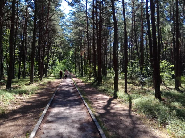 Kiefernwald Auf Der Kurischen Nehrung Einem Sonnigen Sommertag Russland — Stockfoto