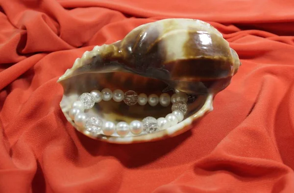 Büyük deniz kabuğu ve pembe bir arka plan üzerinde beyaz tatlı su incileri yapılmış bir bilezik. İşlemeli.