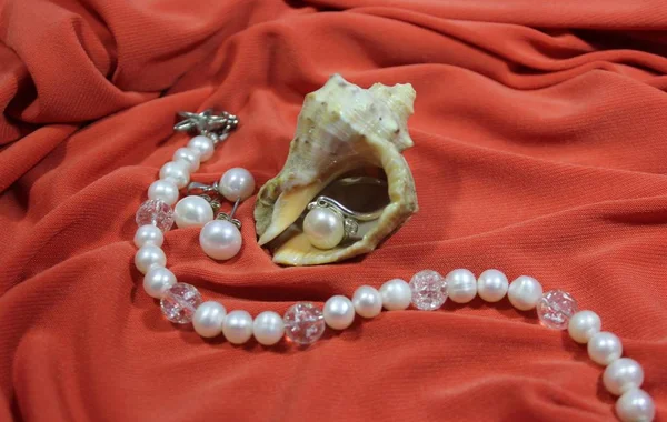 Büyük deniz kabuğu ve pembe bir arka plan üzerinde beyaz tatlı su inci yapılmış takı bir dizi. İşlemeli.