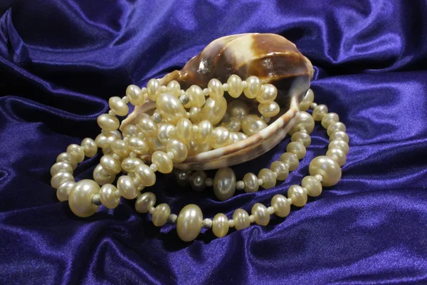 Büyük deniz kabuğu ve mavi bir arka plan üzerinde yuvarlak beyaz boncuk kolye. İşlemeli.