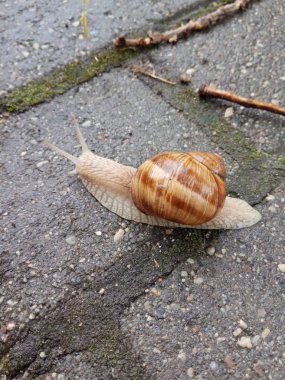 Bir salyangoz onun ev yolda kaynıyor. Yağmurlu yaz gün.