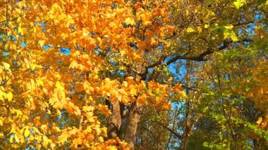 Parlak sarı ve kırmızı boya sonbahar parkta bırakır.