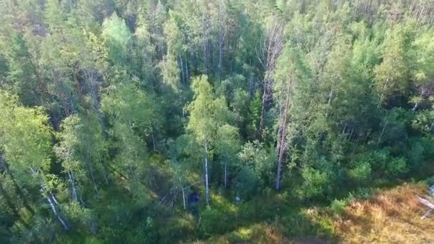 Beau Paysage Rivière Été Hauteur Vol Oiseau — Video