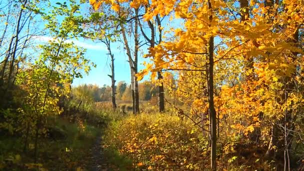 Heldere Gele Rode Verf Laat Herfst Park — Stockvideo