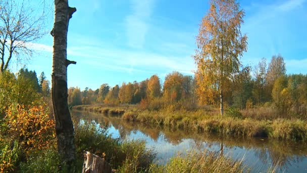 Leuchtend Gelbe Und Rote Farbblätter Herbstpark — Stockvideo