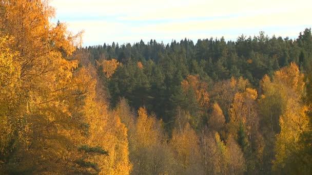 Ljust Gul Och Röd Färg Lämnar Höst Park — Stockvideo