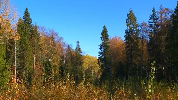 Leuchtend Gelbe Und Rote Farbblätter Herbstpark — Stockvideo