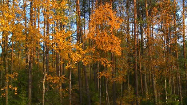 Jasny Żółty Czerwony Farba Pozostawia Jesienny Park — Wideo stockowe
