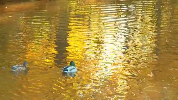 Una Bandada Aves Acuáticas Descansando Sobre Superficie Lisa Azul Del — Vídeos de Stock