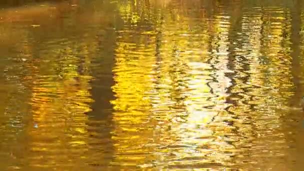 一群水禽躺在夏日河蓝色光滑的表面上 — 图库视频影像