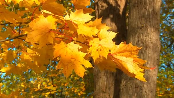 Hojas Pintura Amarillo Brillante Rojo Parque Otoño — Vídeo de stock