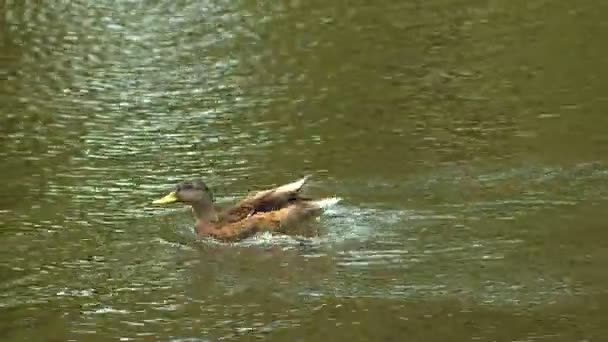 Ein Schwarm Wasservögel Ruht Auf Der Blauen Glatten Oberfläche Des — Stockvideo