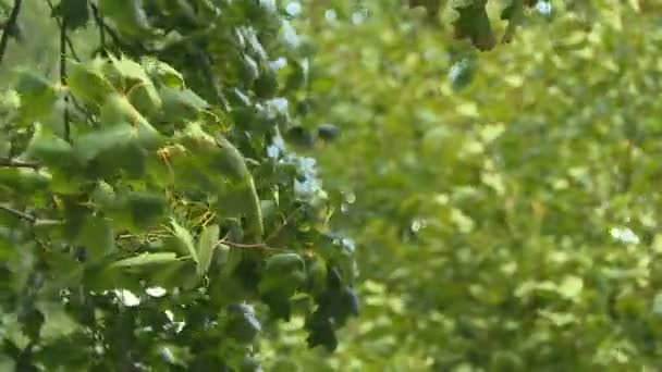 Hermosas Vistas Bosques Parques Principios Otoño — Vídeos de Stock