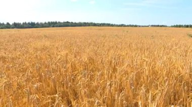 Sıcak güneşli bir sonbahar günde, çiftçiler tahıl ürünleri hasat biçerdöverler ile.