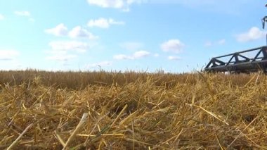Sıcak güneşli bir sonbahar günde, çiftçiler tahıl ürünleri hasat biçerdöverler ile.