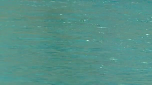 Junge Sportler Messen Sich Beim Schwimmen Klaren Blauen Wasser Des — Stockvideo