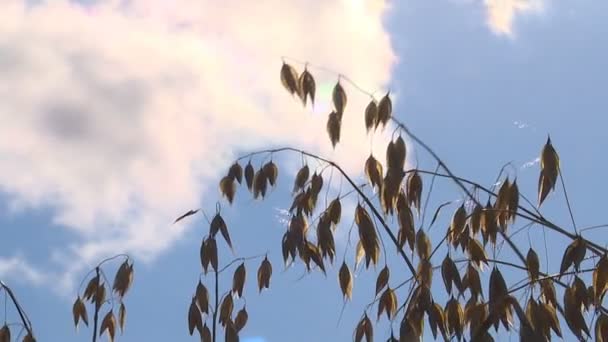 Una Calda Soleggiata Giornata Autunnale Gli Agricoltori Raccolgono Cereali Con — Video Stock