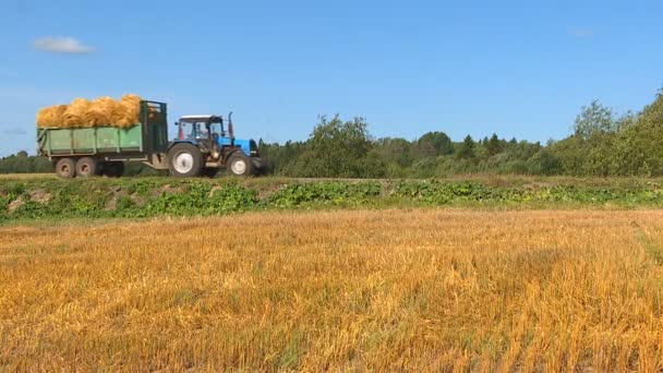 Cálido Día Soleado Otoño Los Agricultores Cosechan Cereales Con Cosechadoras — Vídeos de Stock