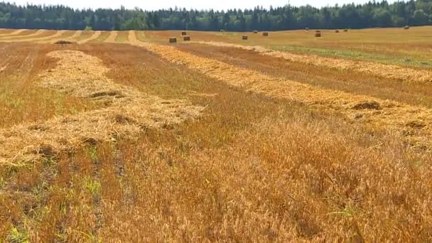 Einem Warmen Sonnigen Herbsttag Ernten Bauern Mit Mähdreschern Getreide — Stockvideo