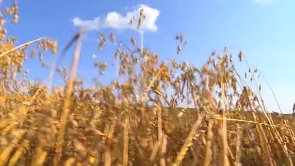 在一个温暖晴朗的秋日 农民们用联合收割机收割谷物作物 — 图库视频影像