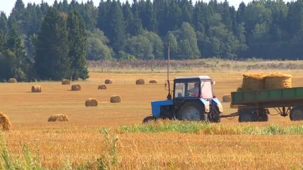 Par Une Chaude Journée Ensoleillée Automne Les Agriculteurs Récoltent Des — Video