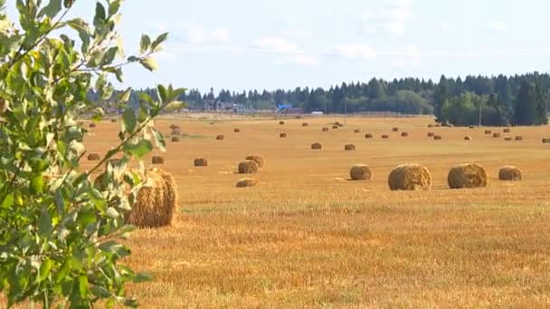 Una Calda Soleggiata Giornata Autunnale Gli Agricoltori Raccolgono Cereali Con — Video Stock