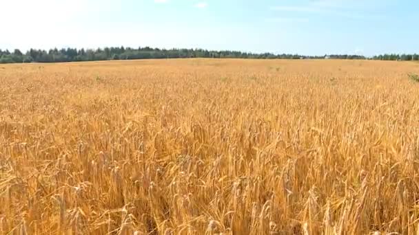 따뜻하고 화창한가 농부와 수확기 작물을 — 비디오