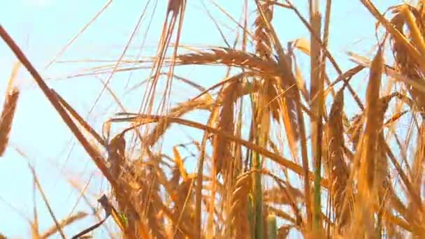 在一个温暖晴朗的秋日 农民们用联合收割机收割谷物作物 — 图库视频影像