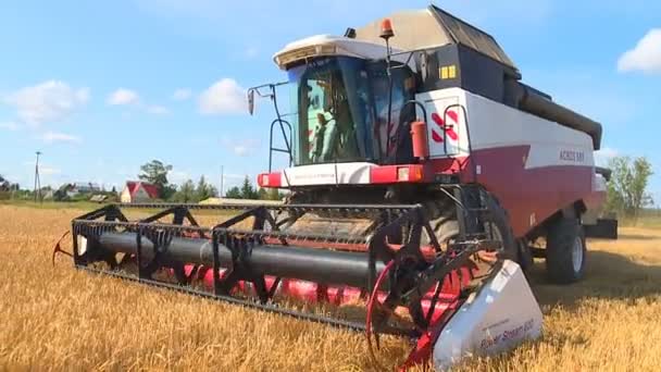 Dia Quente Outono Ensolarado Agricultores Colhem Culturas Grãos Com Colheitadeiras — Vídeo de Stock