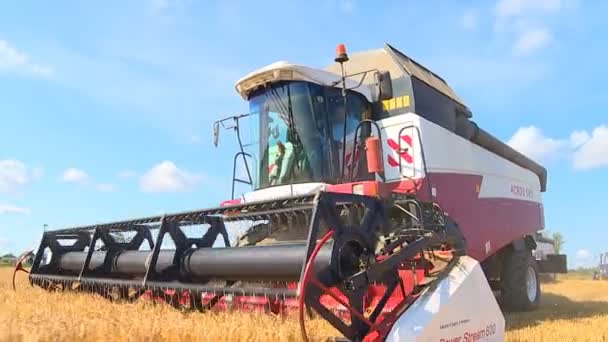 Dia Quente Outono Ensolarado Agricultores Colhem Culturas Grãos Com Colheitadeiras — Vídeo de Stock