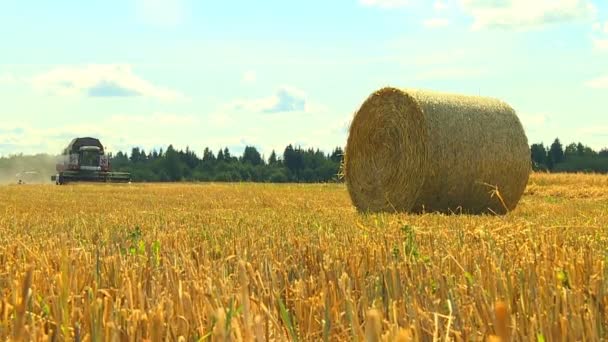 Cálido Día Soleado Otoño Los Agricultores Cosechan Cereales Con Cosechadoras — Vídeos de Stock