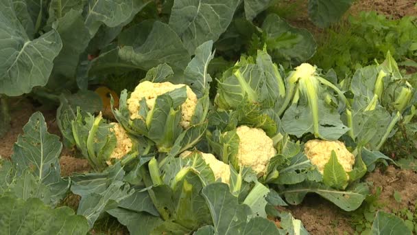 Uma Tarde Outono Agricultores Colhem Manualmente Uma Lavoura Couve Flor — Vídeo de Stock