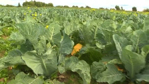 Осенью Фермеры Вручную Собирают Спелый Урожай Цветной Капусты — стоковое видео