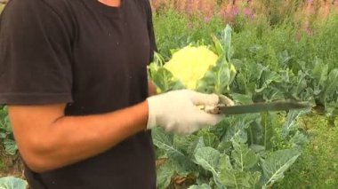 Bir sonbahar akşamı çiftçiler el ile bir olgunlaşmış karnabahar ürün hasat.