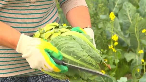 Höst Eftermiddag Skörda Jordbrukare Manuellt Mogen Blomkål Gröda — Stockvideo