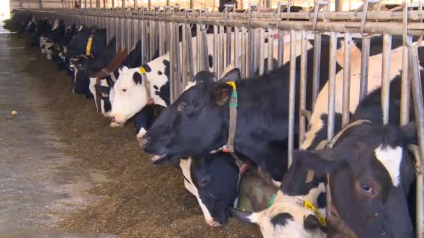 Las Vacas Una Granja Lechera Lentamente Comen Heno Dan Sabrosa — Vídeo de stock