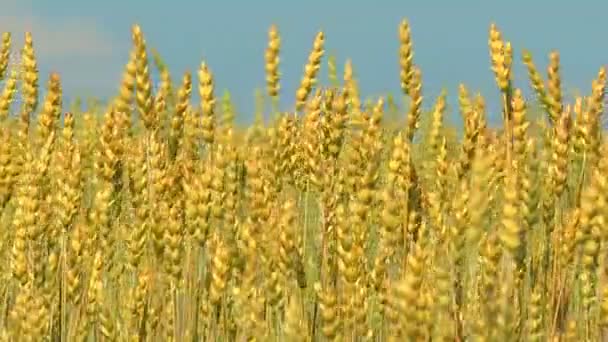 Уши Пшеницы Раскачиваются Летнем Ветре Голубым Небом — стоковое видео