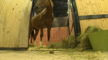 Yetişkin atlar ve saman yemek corral bir binicilik sergi ayakta adlı genç Tay.