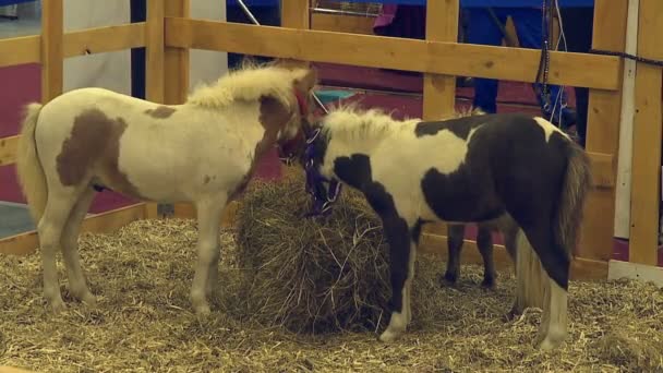 Adult Horses Young Foals Equestrian Exhibition Standing Corral Eating Hay — Stock Video