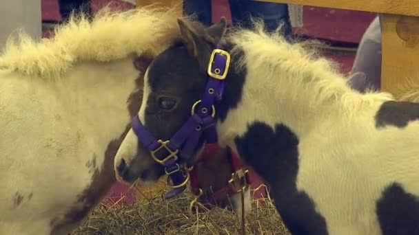 成年马和年轻的小马站在畜栏里吃干草的马术展览 — 图库视频影像