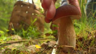 Sonbahar günü Mantar seçici Ormanda yürür ve mantar bir sepet içinde toplar.