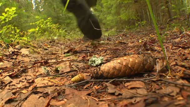 Raccoglitore Funghi Giorno Autunno Cammina Attraverso Boschi Raccoglie Funghi Cesto — Video Stock